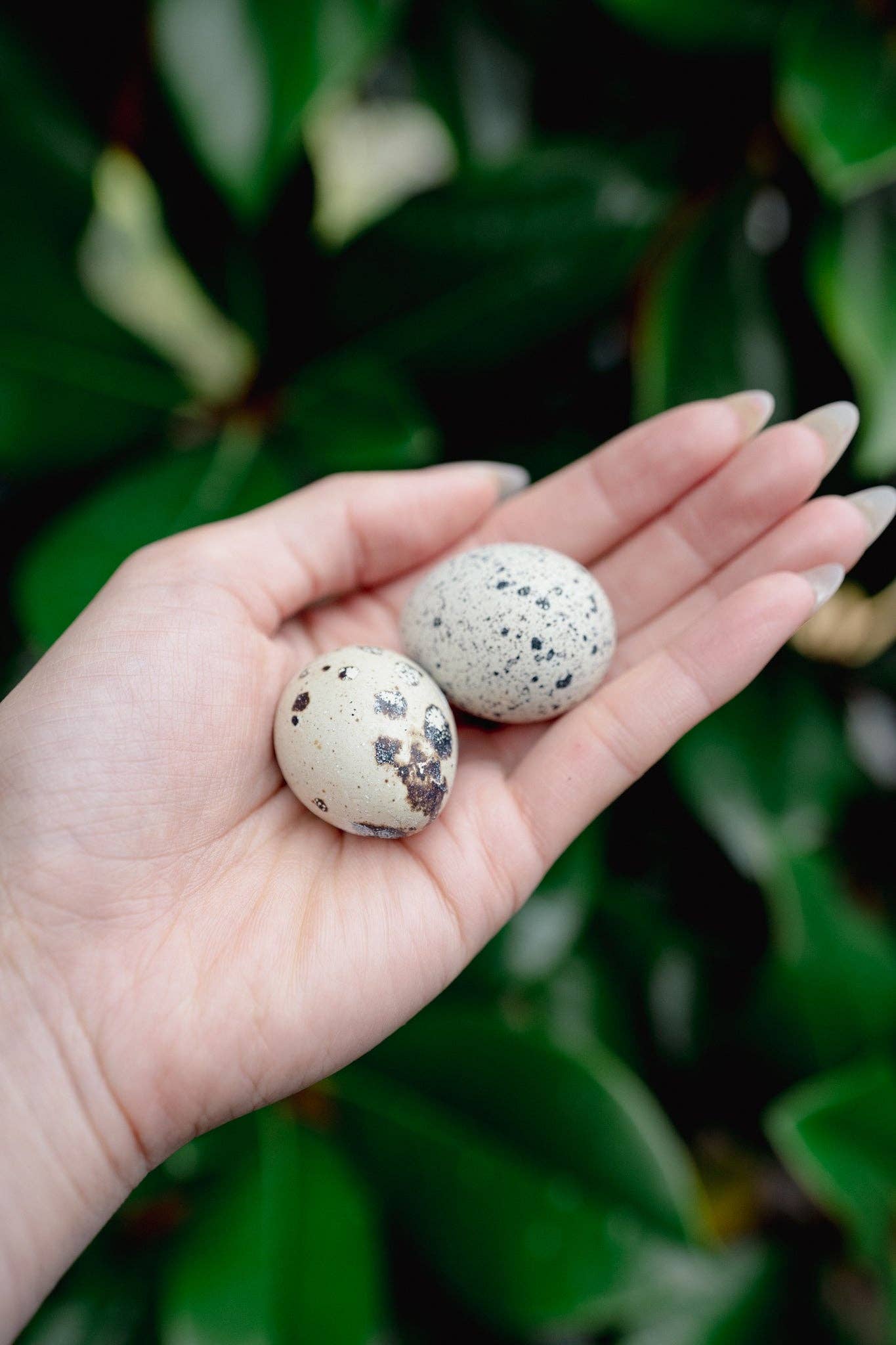 Whole Quail Egg