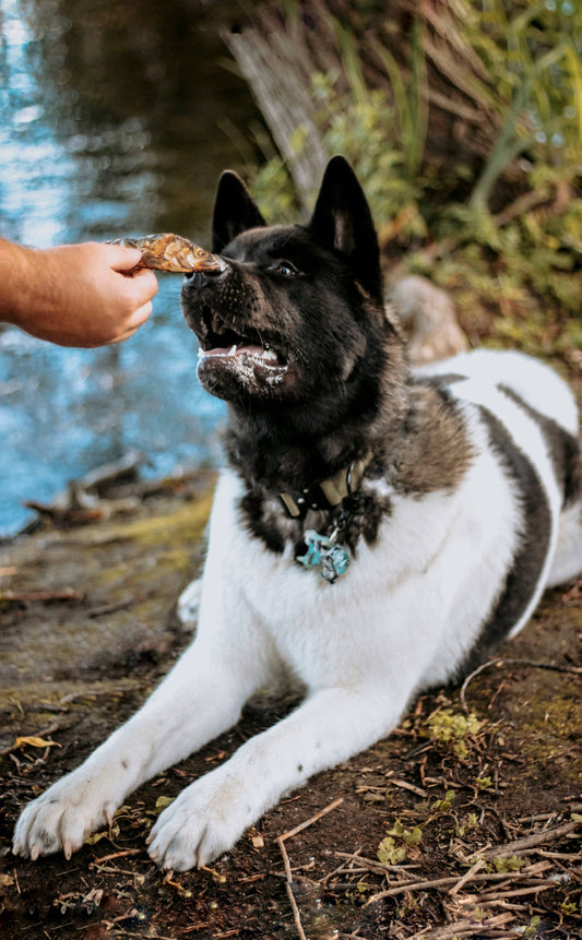 Dehydrated Whole Sardines (Wild-Caught)