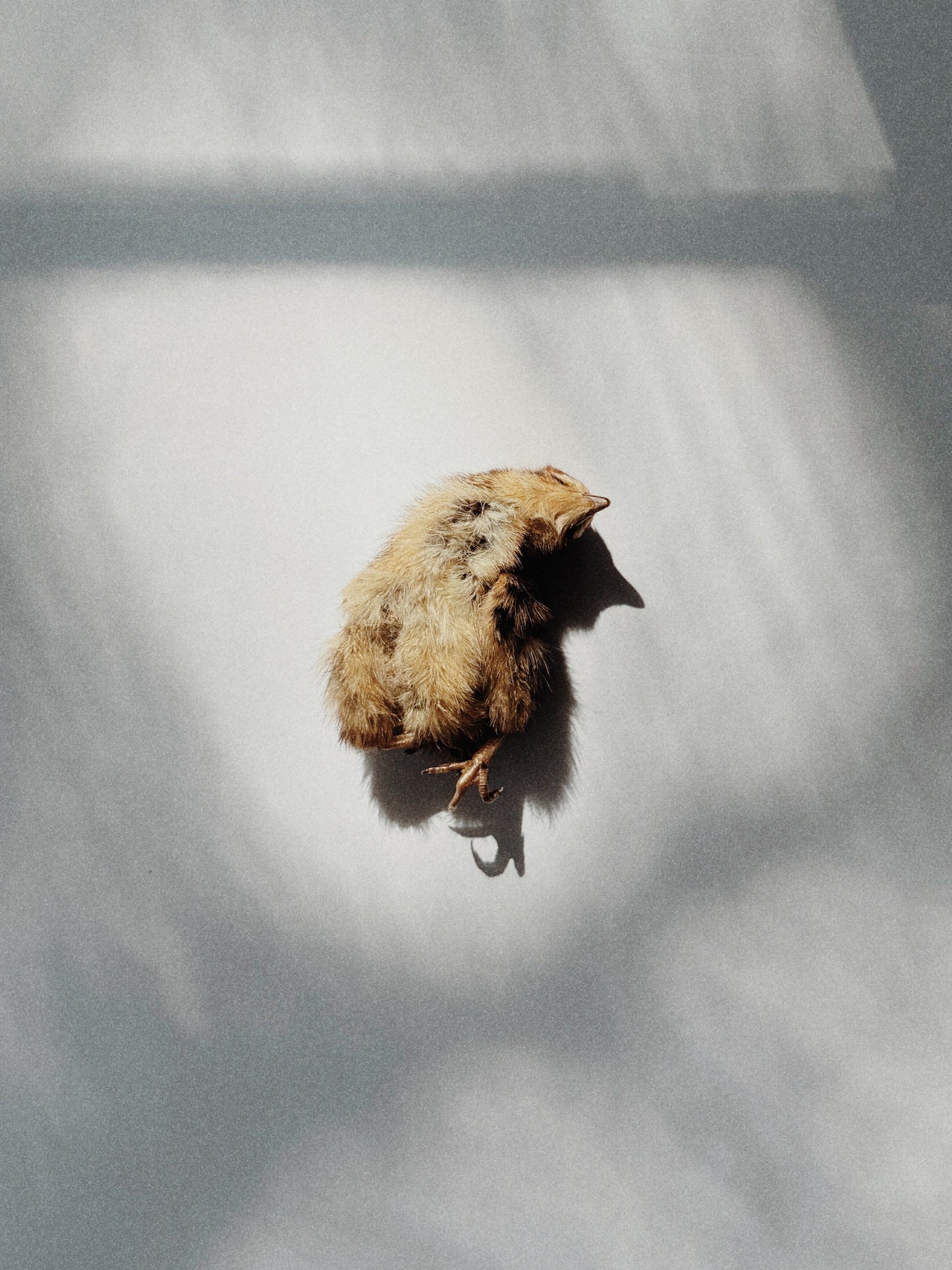 Whole Prey Quail Hatchling