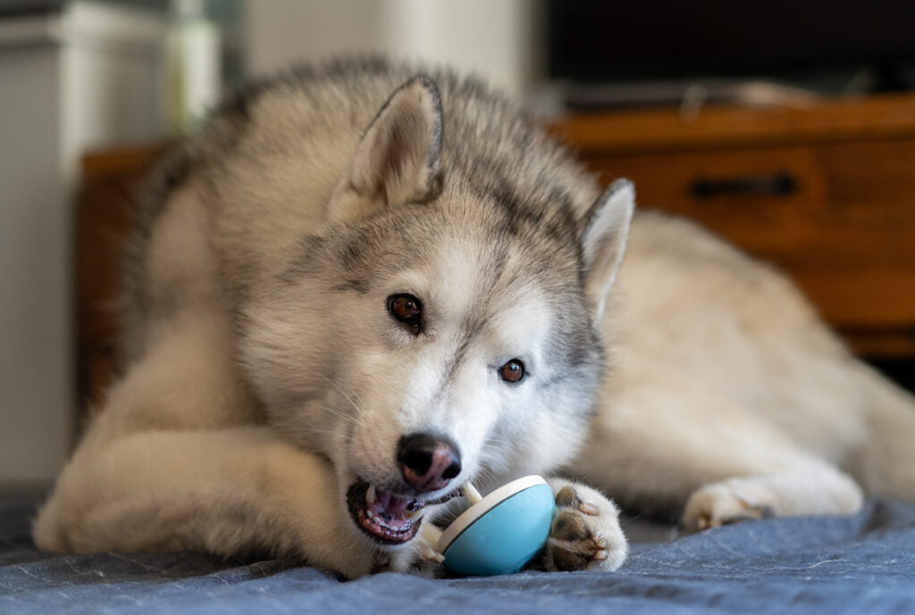 Asobone Chew Holder - MADE IN JAPAN