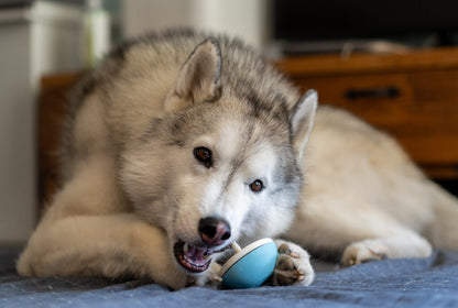 Asobone Chew Holder - MADE IN JAPAN
