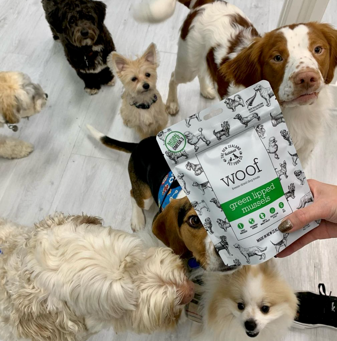 New Zealand Green Mussel