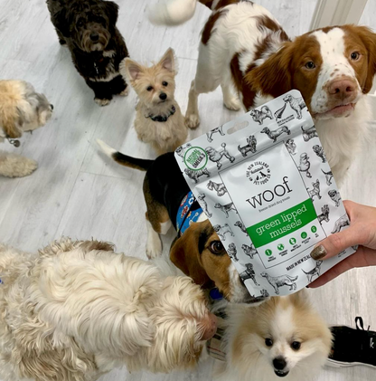 New Zealand Green Mussel