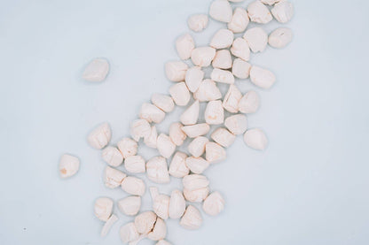 Freeze-Dried Scallops