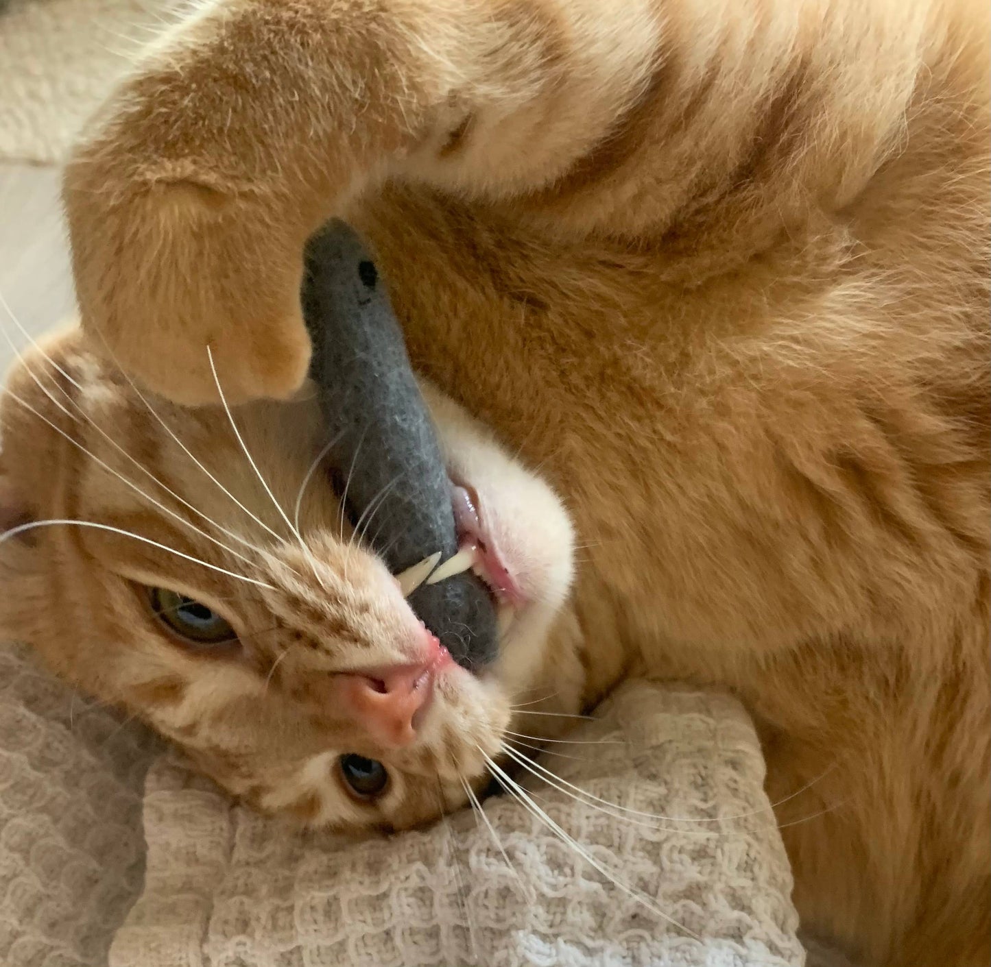 Organic Catnip Infused Wool Sardines 