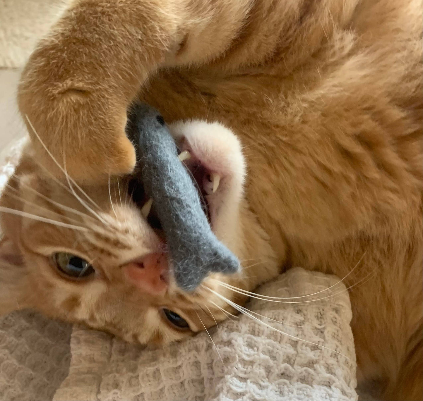 Organic Catnip Infused Wool Sardines 