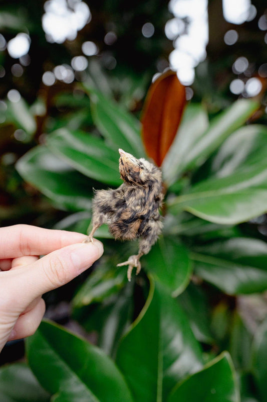Whole Prey Quail Hatchling