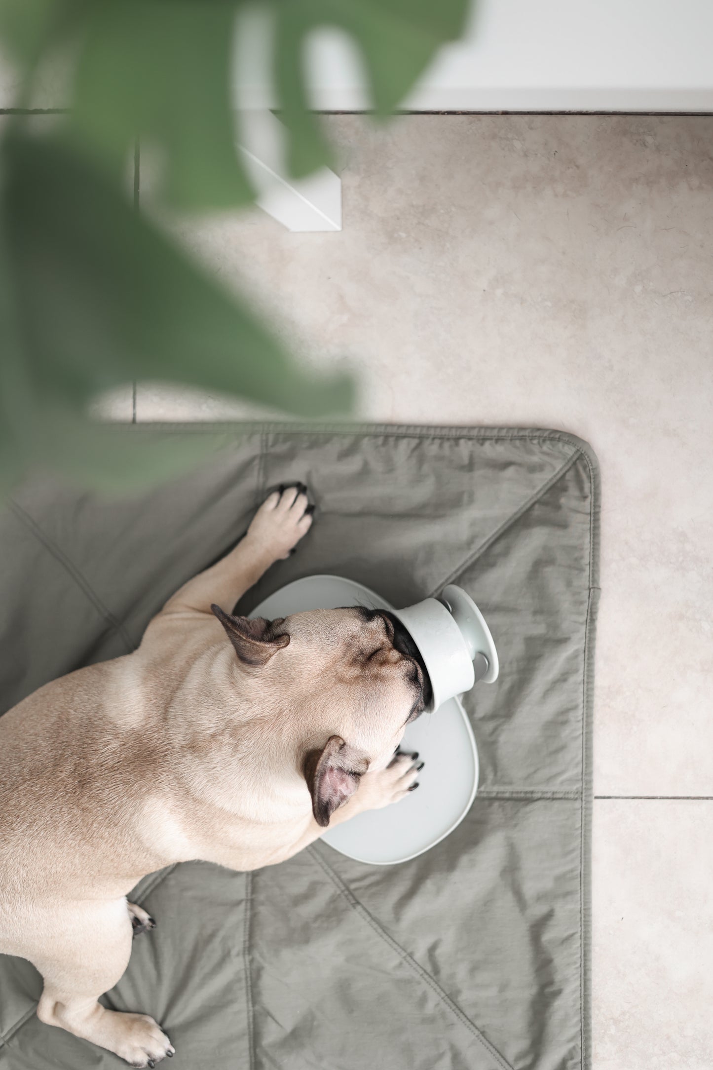 CHEWDEN Enrichment Set (Bundle + Save $10)