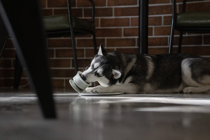 CHEWDEN Enrichment Set (Bundle + Save $10)