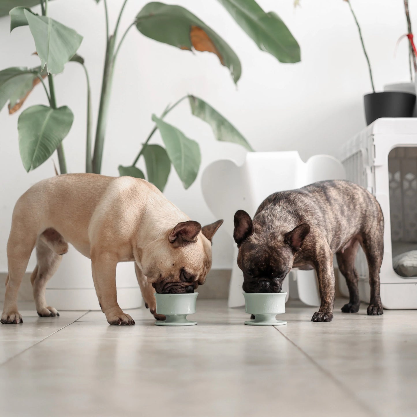 CHEWDEN Trove: Enrichment Slow Feeder