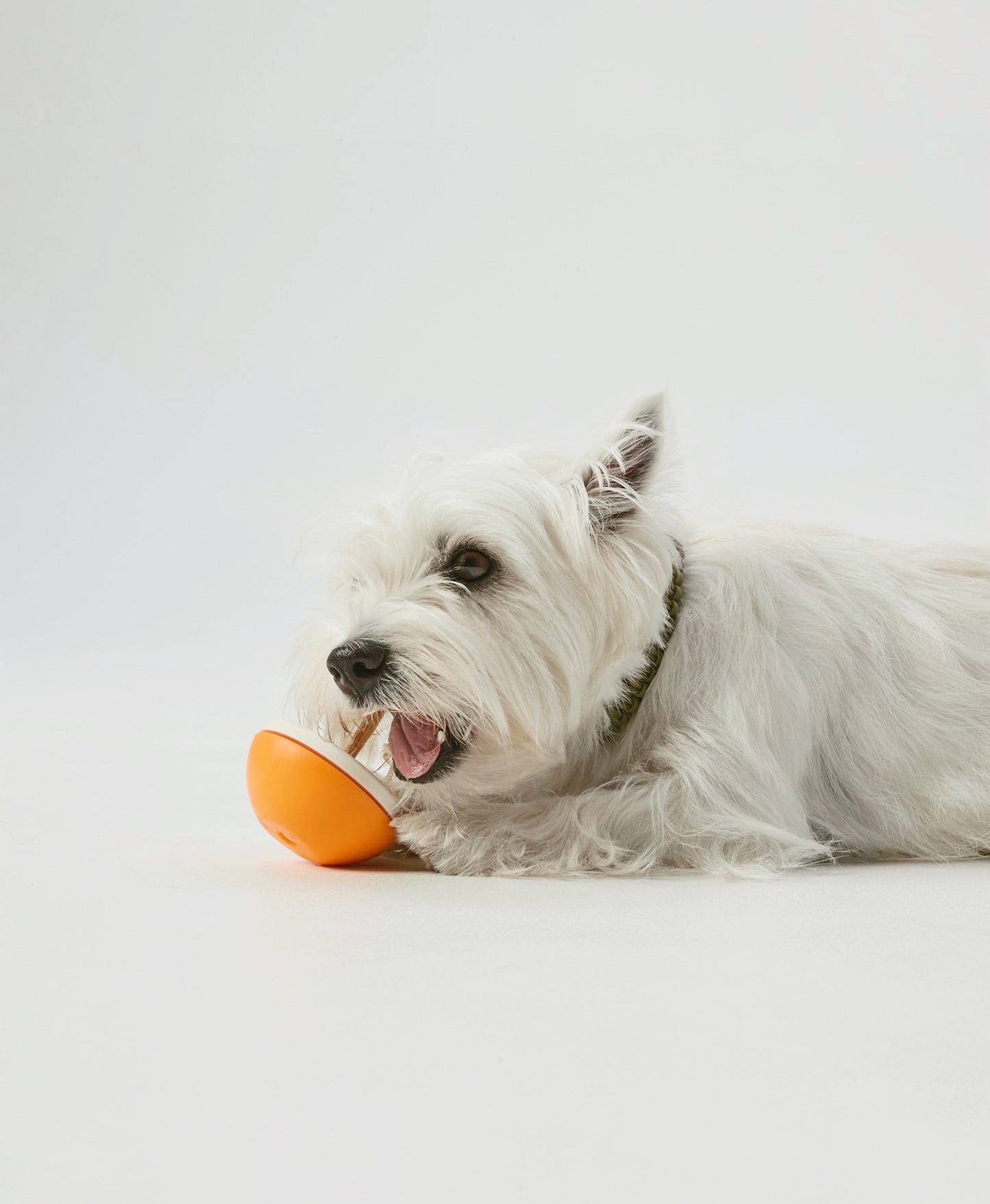 Asobone Chew Holder - MADE IN JAPAN