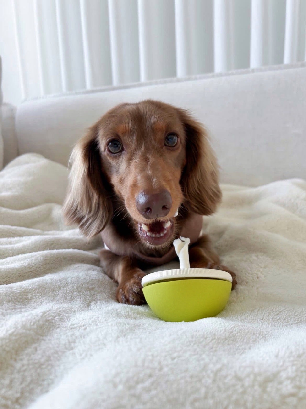 Asobone Chew Holder - MADE IN JAPAN