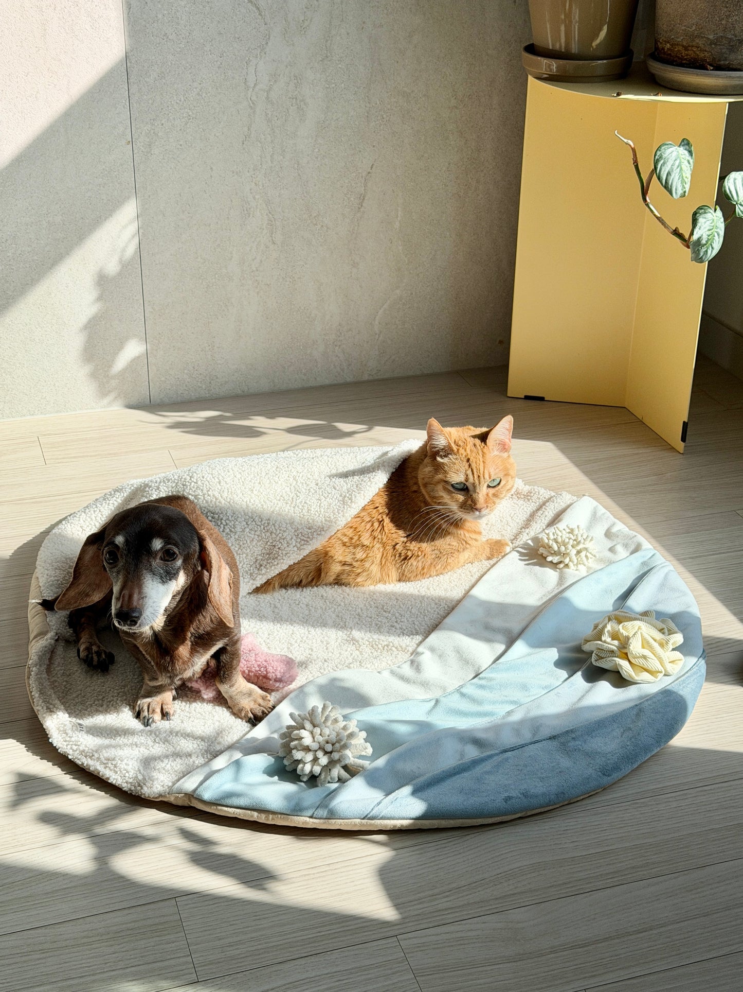 Coral Set - Cat