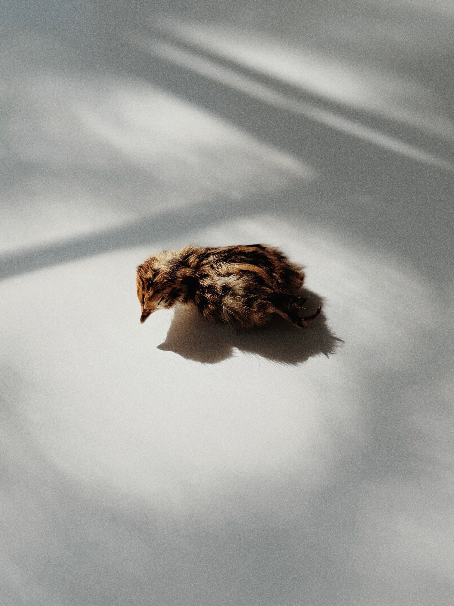 Whole Prey Quail Hatchling