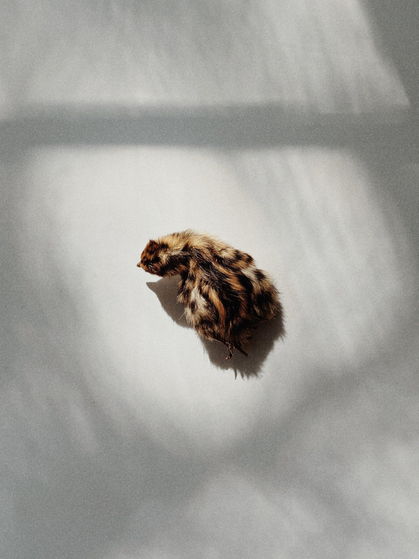 Whole Prey Quail Hatchling