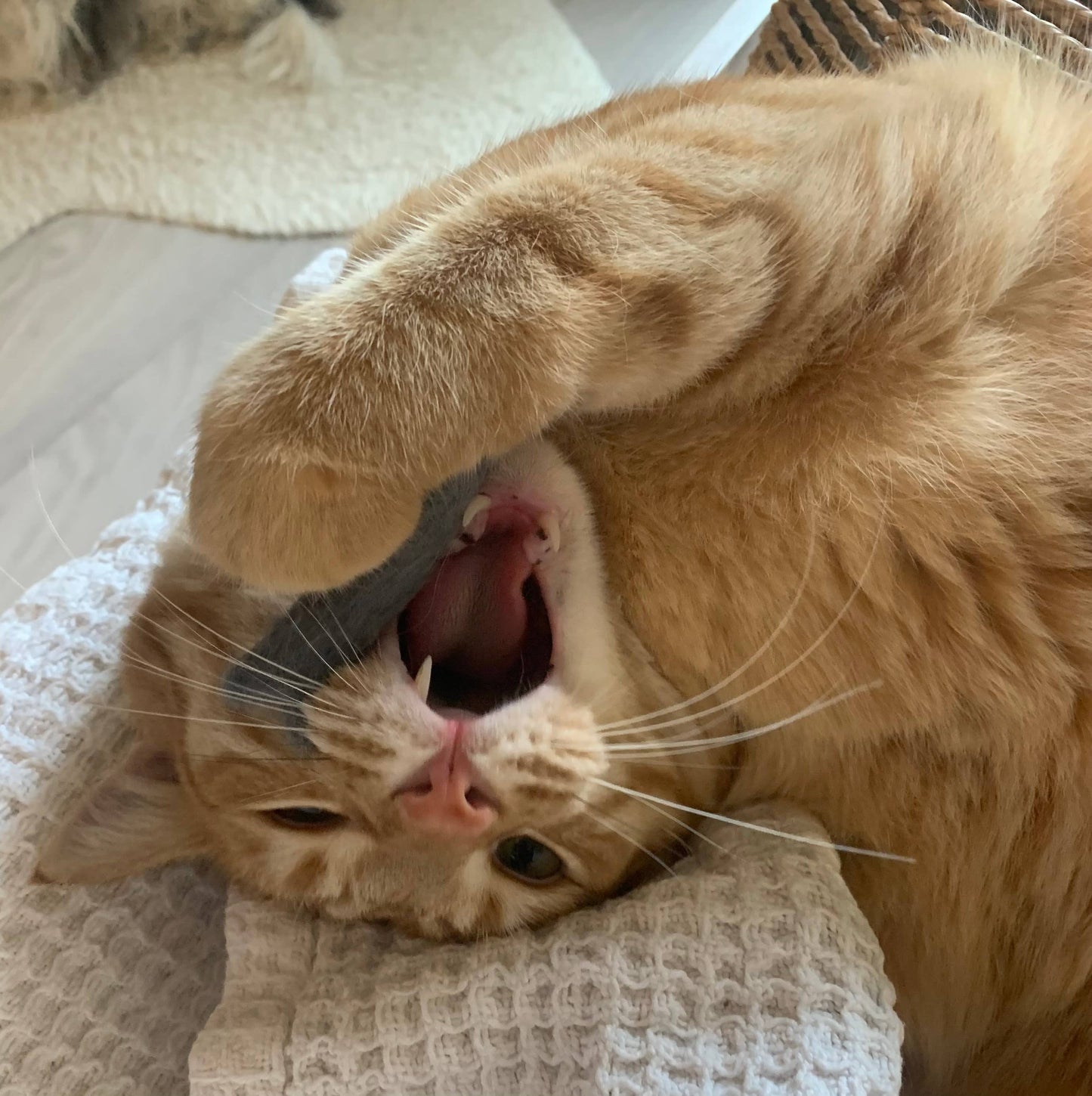 Organic Catnip Infused Wool Sardines 