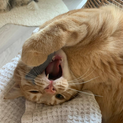 Organic Catnip Infused Wool Sardines 