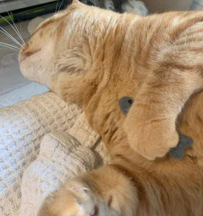 Organic Catnip Infused Wool Sardines 